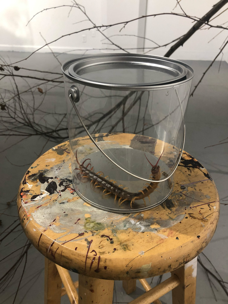 Giant Vietnamese Centipede in a clear acrylic paint can