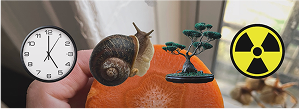 Clock Snail Bonsai Ionizing Radiation on Carrot