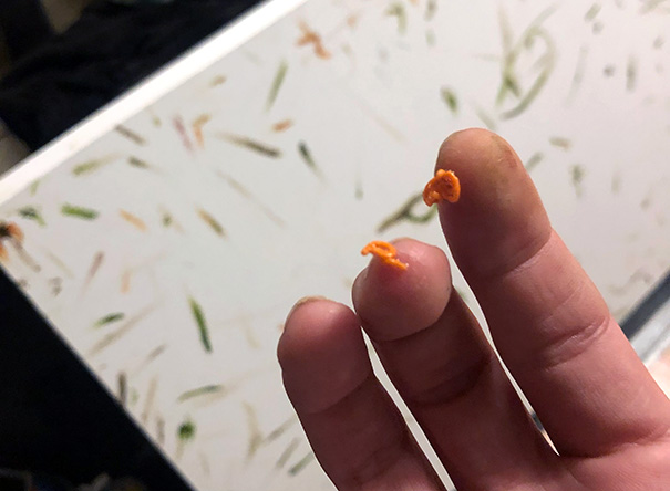 Two curls of defecated carrot on fingers before a canvas