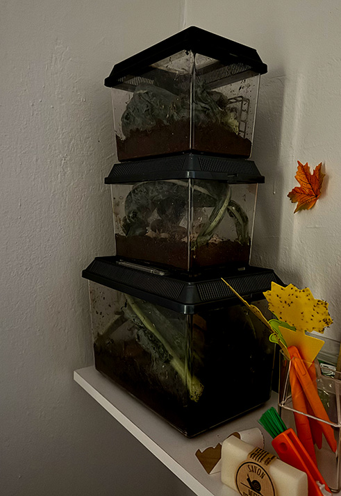 Current three snail terrariums in dark studio