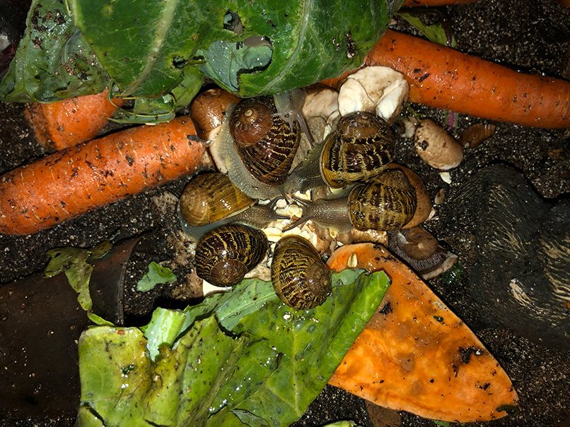 Some of the original snails eating together in an early tank set up
