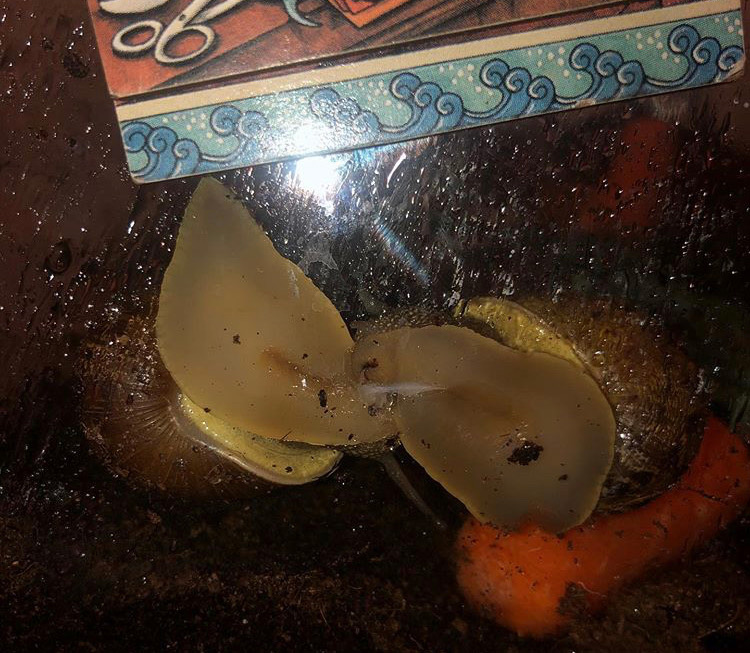 A pair of snails mating, with love dart visible